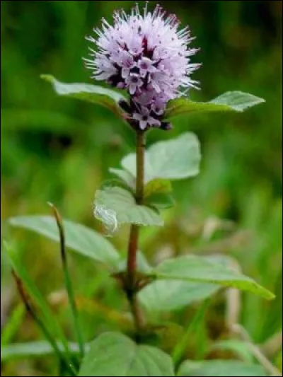 Où peut-on trouver de la menthe aquatique ?