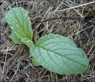 À qui peut-on prescrire des feuilles de bourrache ?
