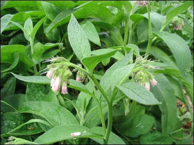 À quoi sert la consoude ?