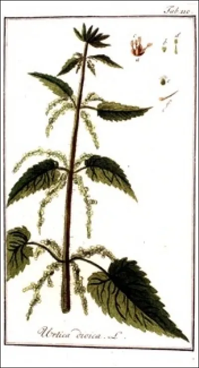 À quoi ressemble lortie ?