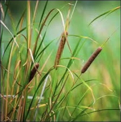 Où trouve-t-on du jonc ?