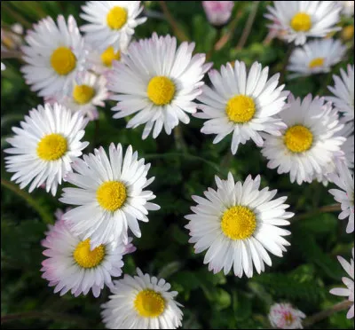 Où peut-on trouver des pâquerettes ?