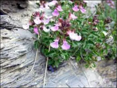 Le chasse-fièvre sert pour faire baisser la température des malades, mais comment l'utilise-t-on ?