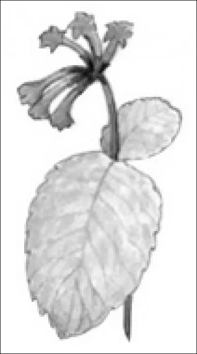 Où pouvons-nous trouver du cerfeuil ?