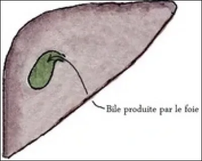 À quoi sert la bile de souris ?