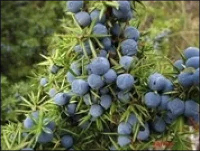 À quoi sert la baie de genièvre ?