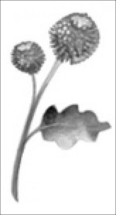 Comment utiliser la bardane ?