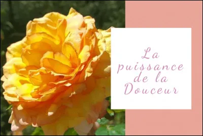 Il est moins fort qu'un turc !