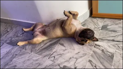 Quelle est leur taille ?