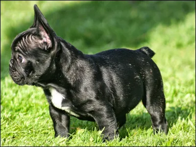 Combien pèsent-ils en général (les mâles) ?