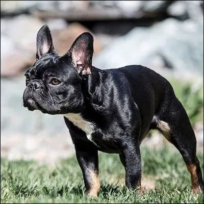 Supportent-ils la solitude ?