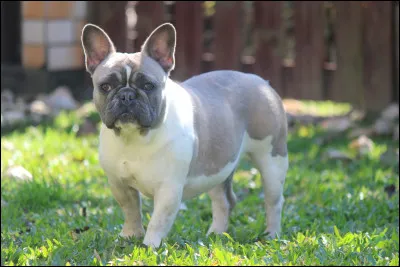 Sont-ils faciles à éduquer ?