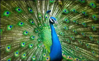 Oiseau : de quelle couleur est la femelle du paon ?