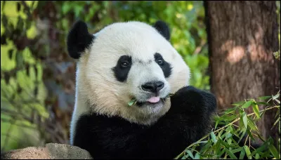Mammifère : à quelle famille de mammifères appartient le panda géant ?