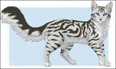 Qui est ce chat des clans ?