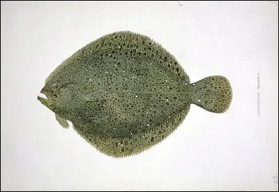 Joue au père Noël par exemple, c'est le...