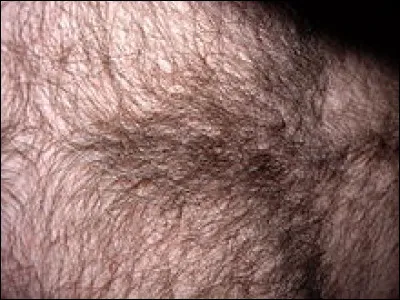 Ses tuyaux sont fumeux, c'est le...