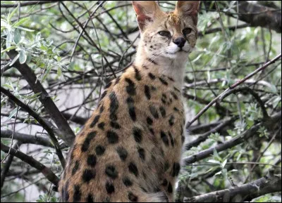 Qu'apercevons-nous ici comme félin ?