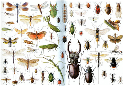 Par quel mot désigne-t-on la phobie des insectes ?
