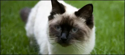 Quelle est cette race de chat ?