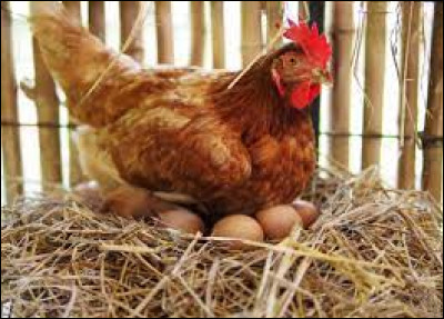 On commence par une question facile, si une poule fait en moyenne 2 ufs par jour : en 5 semaines, combien d'ufs aura-t-elle faits ?