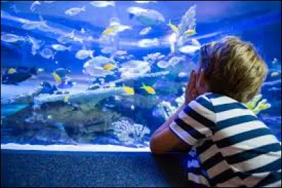 Dans un aquarium il y a 84 poissons, 66 poissons sont jaunes, combien de poissons sont bleus ?