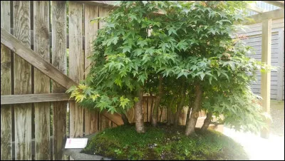 Voici une forêt miniature d'érables réalisée au parc oriental de Maulévrier. Cet art japonais permet de réaliser des miniatures de végétaux, tout en leur laissant un port naturel. 
Comment se nomme cet art ?