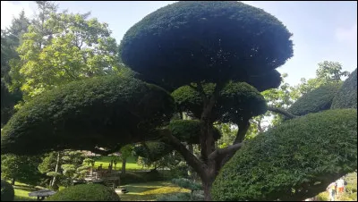 Le niwaki est un art de taille japonais sur les arbres ou arbustes de pleine terre. En France, il existe un art de la taille se rapprochant du niwaki. 
Comment se nomme l'art de tailler en forme de nuage, dans notre pays ?