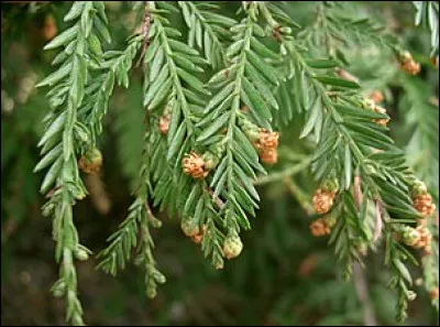 Plus étonnant encore, on trouve un arbre qui n'a rien à voir avec le Japon. Il s'agit d'un Sequoia sempervirens (séquoia toujours vert). 
De quel pays est-il originaire ?