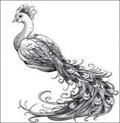 Jai donné le nom de Colibri Lunaire à Sophie :