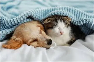 Quel est ton animal préféré ? (3)