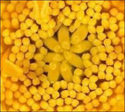 Qu'est-ce que c'est ?