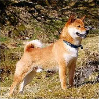 De quel pays asiatique le shiba inu est-il originaire ?