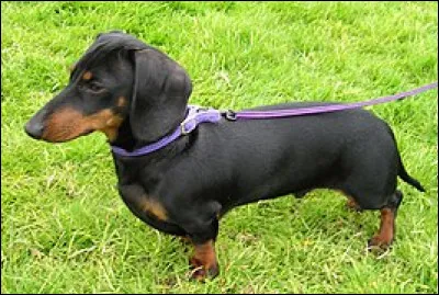 Quelle est cette race de chien ?