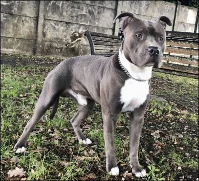 Quelle est cette race de chien ?