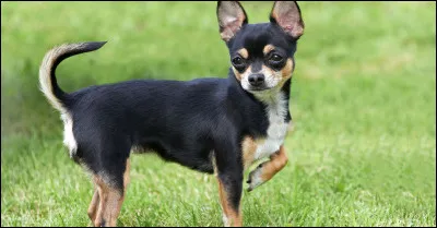 Quelle est cette race de chien ?