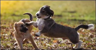 Qu'est-ce que les chiens aiment souvent faire avec un humain ?