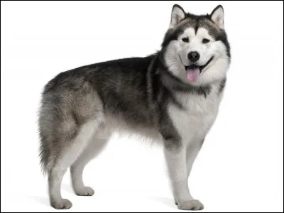 Quelle est cette race de chien ?