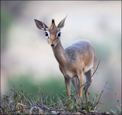 Quel est le nom de cette petite antilope africaine ?