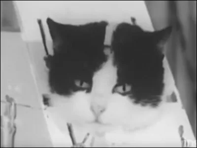 Quel pays a envoyé le premier chat dans l'espace ?