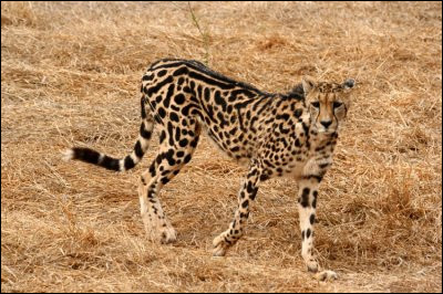 Ceci est un guépard royal.