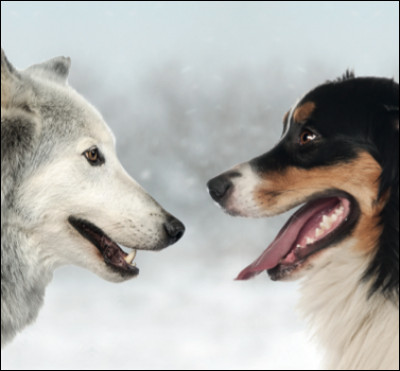 Le loup et le chien sont des canidés.