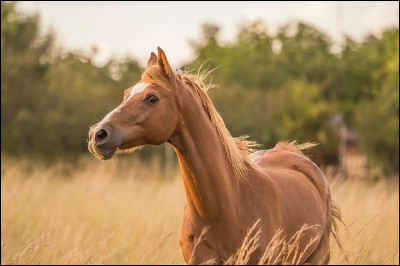L'espérance de vie d'un cheval est de 25 à 30 ans.