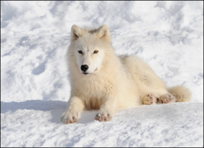 Sur la photo, c'est un renard polaire.