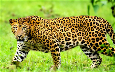Sur la photo, il s'agit d'un jaguar.