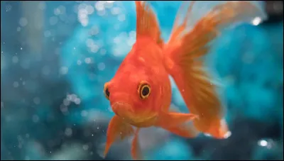 Quel animal aimerait-elle avoir ?