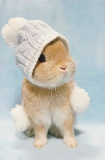 Qu'est-ce que c'est ?