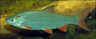 Quel est ce poisson grégaire qui vit dans les courants de la Meuse, de la Seine, du Rhin et du Danube ?