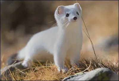 Quel est ce carnivore au corps longiligne apprécié pour sa fourrure hivernale blanc maculé ?