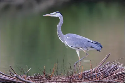 Quel est cet oiseau échassier avec un long cou grêle et un grand bec orangé conique ?